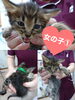 「里親募集のお知らせ〜里親さんが見つかりました〜」