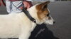 「【西条市小松町新屋敷甲付近】迷い犬を保護しています！（※国道11号線／三嶋神社近辺）」
