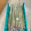 「地元産 山菜入荷しました！農産物直売所」