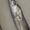 太刀魚「29日食材取り揃えてお待ちしております✨」