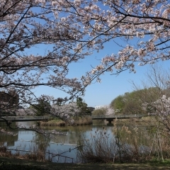 ■桜特集■長久手　杁ヶ池公園