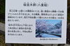 「舞鶴引揚記念館　ヤエザクラが咲き始めました💗」