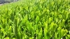 葉の柔らかな一番茶「新茶の季節到来(^^)」