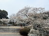 「【2026年版🌸】新居浜・西条の桜開花情報まとめ！お花見スポットをご紹介しています✨」