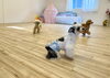 まるくんボール遊び😃「ましゅまろ幼稚園🐾パート１」