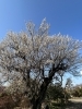 川口市の植木　梅の花「川口の畑から、春の夏みかんとお花便り」
