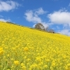 春が来た！　千葉県富津市・マザー牧場の菜の花畑を見にいこう【絶景】