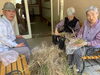 事前に種を取ってくださっている入居者様「地域の方が菜の花を刈ってくださいました。」