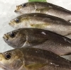 「魚魚市場鮮魚コーナーおすすめ商品は「ツキヒガイ」です♪」