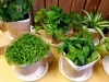 「＊小さな観葉植物＊」
