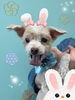 「お友達♡ Dog salon mofu mofu 余市町」