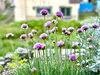 寄せ植えにいたお花たちもお庭で元気に「ラベンダーカラーでおしゃれに初夏を味わう！！」