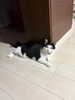 「【新居浜市久保田町付近】迷い猫を探しています（不明になった日：2026年10月2日）」