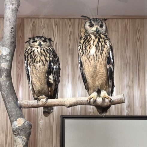 フクロウもたくさんの種類がいるよ〜！「雨の連休の楽しみ方」