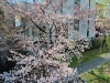 「【編集部ニュース】桜が開花してきましたね！ @伏見」