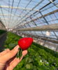 「『今シーズン初収穫🍓』」