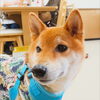まるちゃん「今日のお友達」