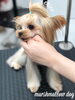 「オシャレわんこ♡＆予約状況　^ - ^」