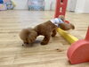 後ろ脚も頑張りました😆「ましゅまろ幼稚園🐾」