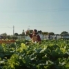 立川市西砂町の畑がCMの舞台です！「☆カラフル野菜の小山農園、メルカリCMに登場☆」