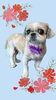 「Dog salon mofu mofu　余市町」