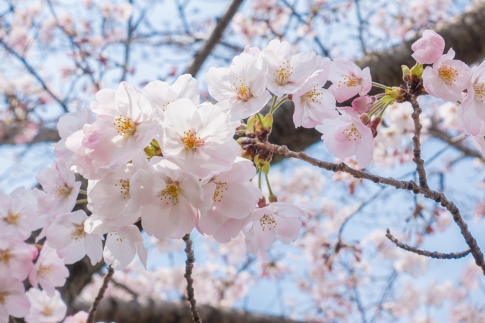 西尾歴史公園の桜