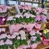 「『はなやホック皆生店』切り花入荷日です！　」