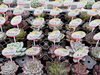 「歳末SALE（12/6～12/31）期間中は多肉植物3割引❕☆彡」