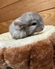 「ふわふわだけじゃない！チンチラの豊かな表情と習性🤍」