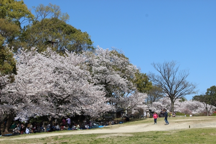 豊中市 桜開花状況 18年3月30日現在 とよなか桜特集 お花見スポット まいぷれ 豊中市