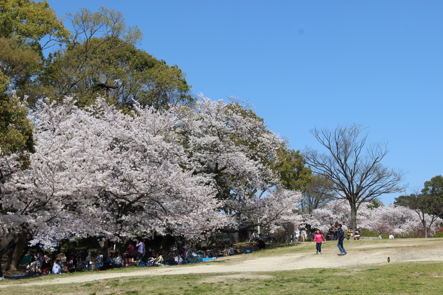 豊中市 桜開花状況 18年3月30日現在 とよなか桜特集 お花見スポット まいぷれ 豊中市 豊中市 桜開花状況 18年3月30日現在 とよなか桜特集 お花見スポット まいぷれ 豊中市