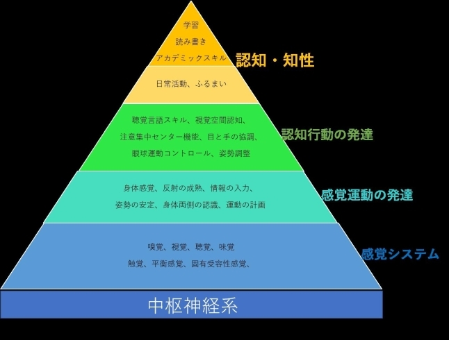 人間は反応や反射など神経系で動いている。「原始反応」