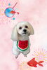 「Dog salon mofu mofu　余市町」