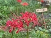 ヒガンバナ「彼岸花」（Red spider lily）9月に咲く曼珠沙華