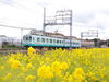 斎宮菜の花畑「斎宮　菜の花畑🌼」