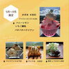 5月〜9月限定