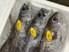 「魚魚市場鮮魚コーナーおすすめは「大鯛」です♪」