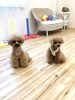 似ているふたり♡ にこくんとサランちゃん「ましゅまろ幼稚園　^ - ^」