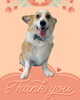 「Dog salon mofu mofu　余市町」
