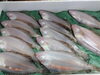 「📣本日のお魚情報🐟」