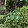 北八ヶ岳といえば「苔の森」🌳✨「北八ヶ岳登山イベント⛰️苔の森に癒されました🌳✨ 【茅野市/整体×運動で健康アップ】」