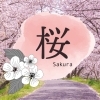 満開！八女の桜特集！！