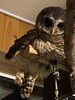 こんな場所で寝そべるんだよ「フクロウスタッフ紹介の続き」