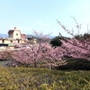 「魚魚の宿上の公園　河津桜の開花情報（2月20日）」