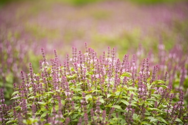 ホーリーバジルはこんなに綺麗な花を咲かせます。「コロナに負けない身体を作りましょう！」