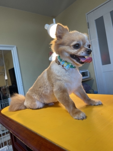 ロングチワワ虎鉄君サマーカット おうちでトリミング わんちゃんの美容室 ホテル ムーンのニュース まいぷれ 小樽市 ロングチワワ虎鉄君サマーカット おうちでトリミング わんちゃんの美容室 ホテル ムーンのニュース まいぷれ 小樽市