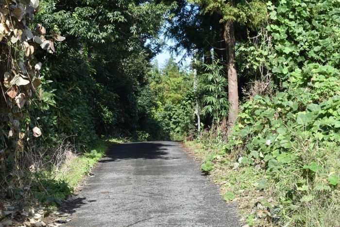 へら鮒 水光園 初心者から達人まで楽しめる鮒釣りで有名 しろい情報 しろいまっち 白井市