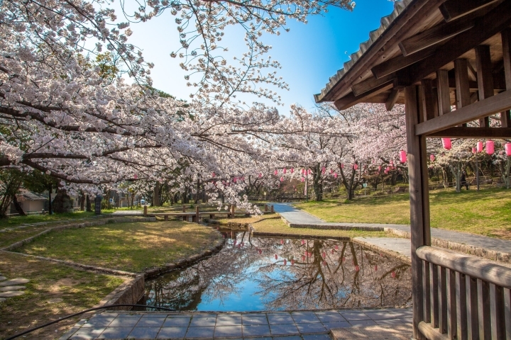 決定版 碧南市 高浜市の桜 お花見スポット 厳選14カ所 1はココだ 西尾 碧南 高浜で人気オススメ観光 おでかけ情報 まいぷれ 西尾 碧南 高浜 決定版 碧南市 高浜市の桜 お花見スポット 厳選14カ所 1はココだ 西尾 碧南 高浜で人気オススメ観光 おでかけ情報 まいぷれ 西尾 碧南 高浜
