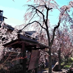 祇園白川の桜