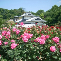 【かわら館フェスタ ～バラまつり～ 愛媛/今治市】 風薫る5月、ロマンティックなバラの魅力を満喫しよう！